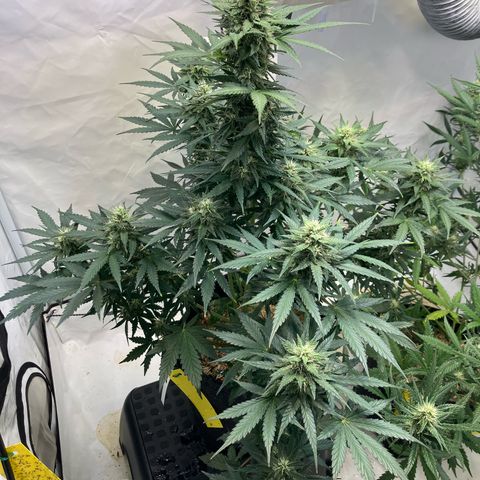 banana strawberry auto growlog timeline photo