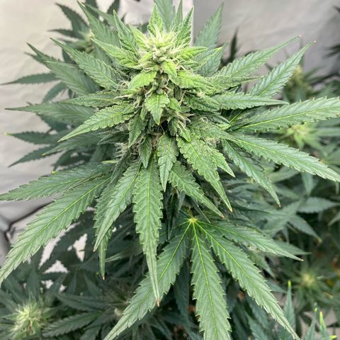 banana strawberry auto growlog timeline photo