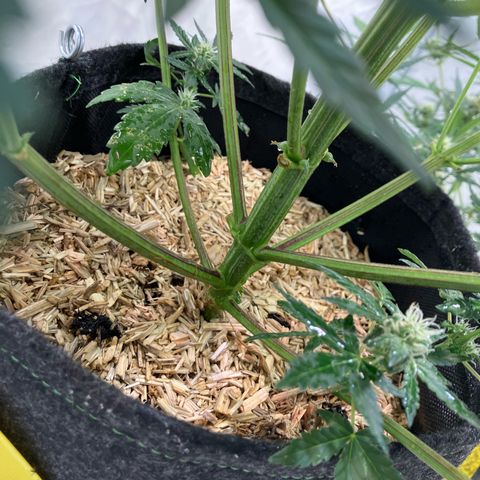 banana strawberry auto growlog timeline photo
