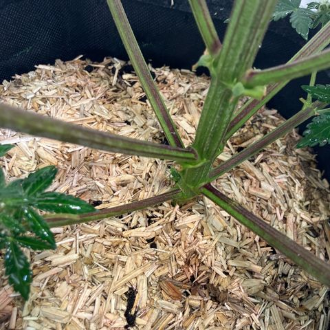 banana strawberry auto growlog timeline photo