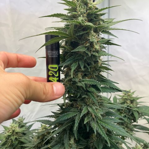 banana strawberry auto growlog timeline photo