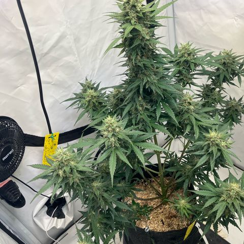 banana strawberry auto growlog timeline photo