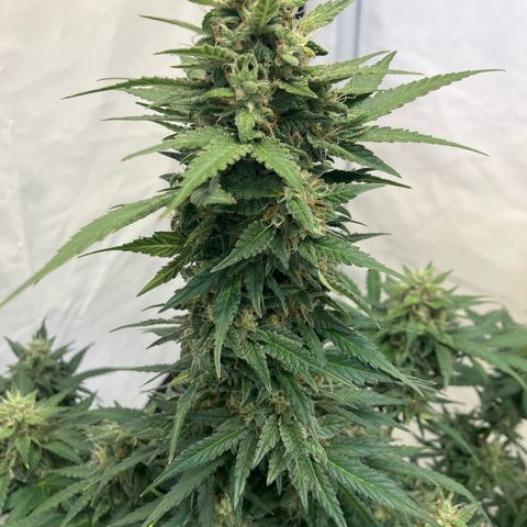 banana strawberry auto growlog timeline photo