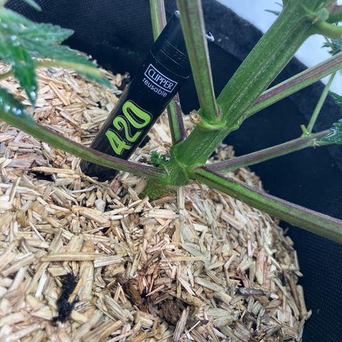 banana strawberry auto growlog timeline photo