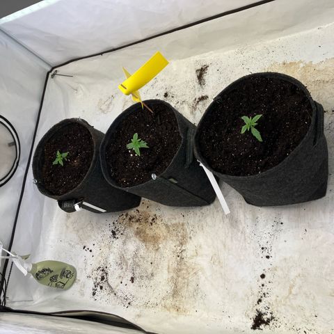 lemon tree #1 growlog timeline photo