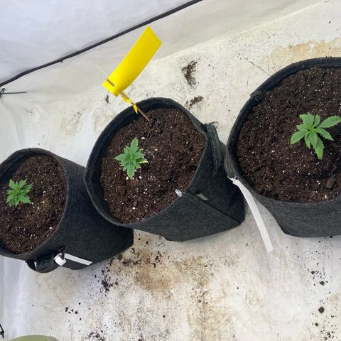 lemon tree #1 growlog timeline photo