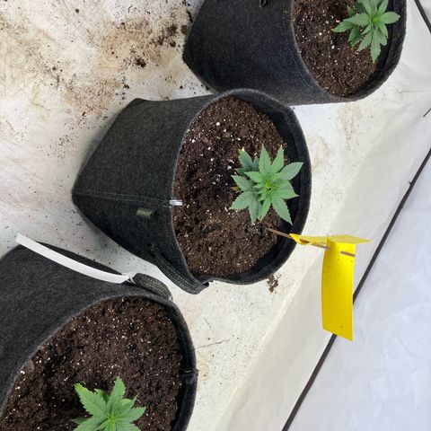 lemon tree #1 growlog timeline photo