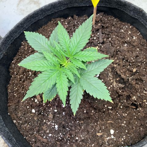 lemon tree #1 growlog timeline photo