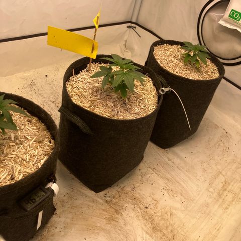 lemon tree #1 growlog timeline photo