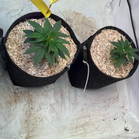 lemon tree #1 growlog timeline photo