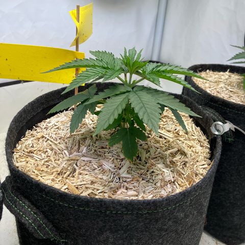 lemon tree #1 growlog timeline photo