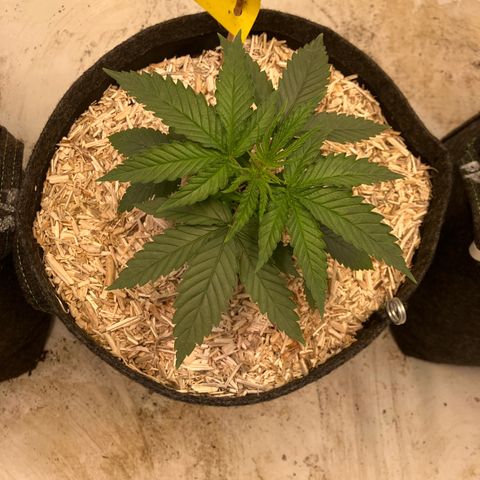 lemon tree #1 growlog timeline photo