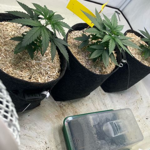 lemon tree #1 growlog timeline photo