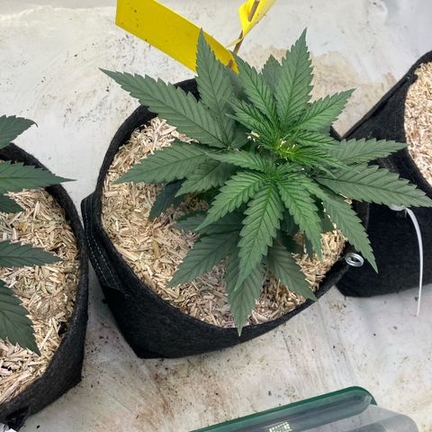 lemon tree #1 growlog timeline photo
