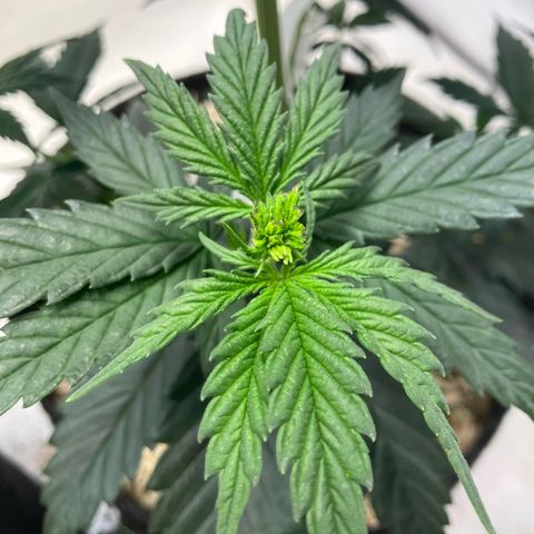 lemon tree #1 growlog timeline photo