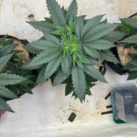 lemon tree #1 growlog timeline photo