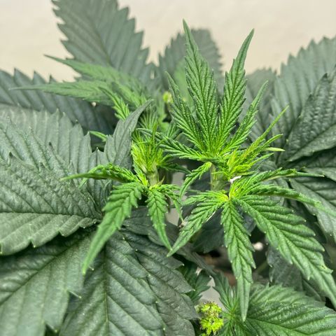 lemon tree #1 growlog timeline photo
