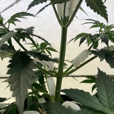 lemon tree #1 growlog timeline photo