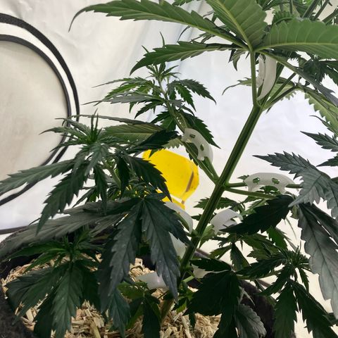 lemon tree #1 growlog timeline photo