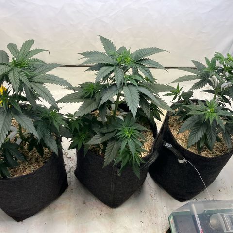 lemon tree #1 growlog timeline photo