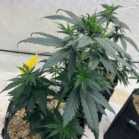 lemon tree #1 growlog timeline photo