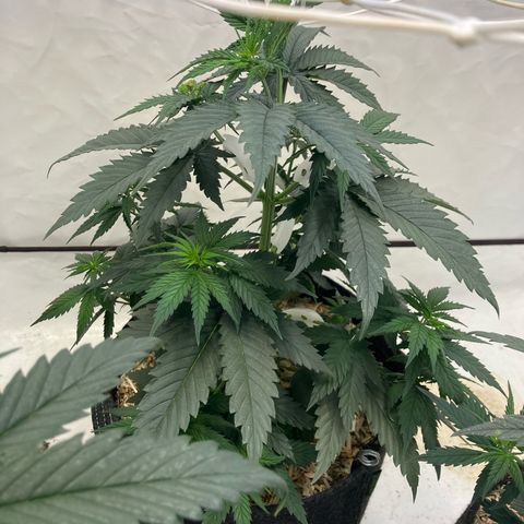 lemon tree #1 growlog timeline photo