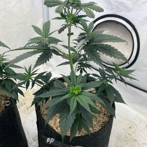 lemon tree #1 growlog timeline photo