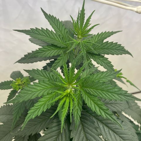 lemon tree #1 growlog timeline photo