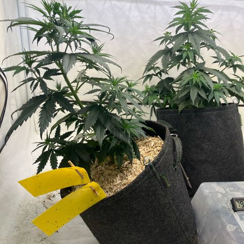 lemon tree #1 growlog timeline photo