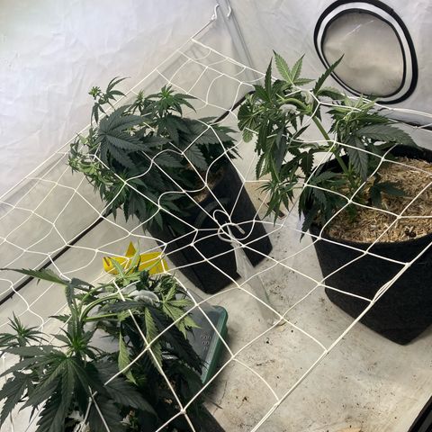 lemon tree #1 growlog timeline photo