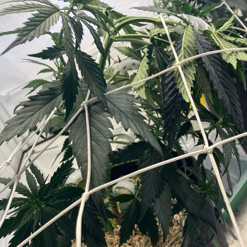lemon tree #1 growlog timeline photo