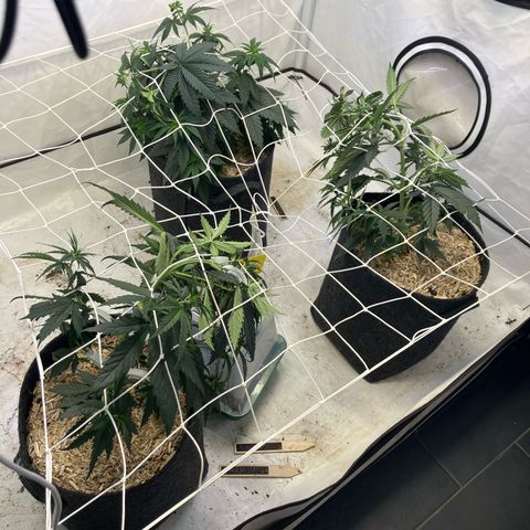 lemon tree #1 growlog timeline photo