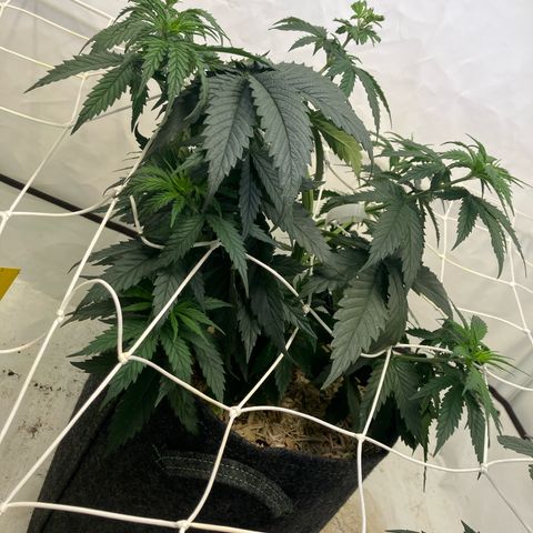 lemon tree #1 growlog timeline photo
