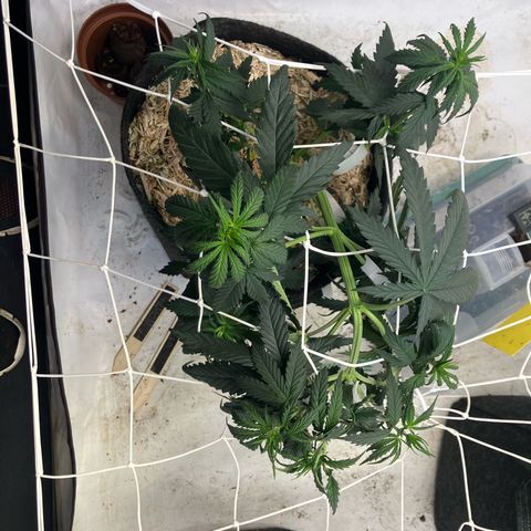 lemon tree #1 growlog timeline photo