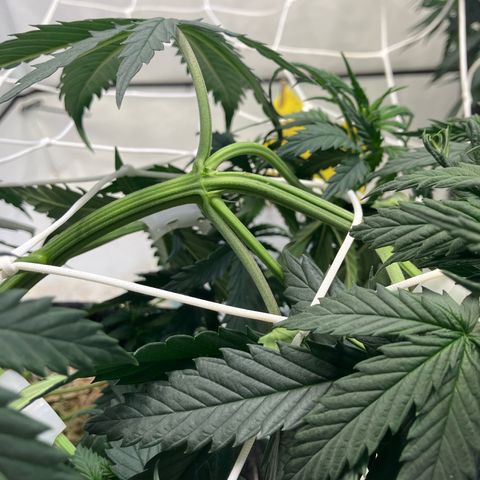 lemon tree #1 growlog timeline photo