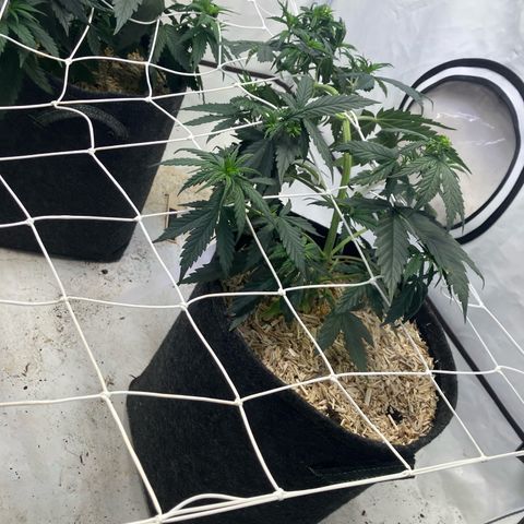 lemon tree #1 growlog timeline photo