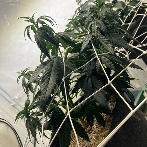 lemon tree #1 growlog timeline photo