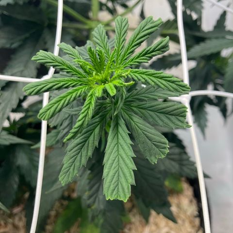 lemon tree #1 growlog timeline photo