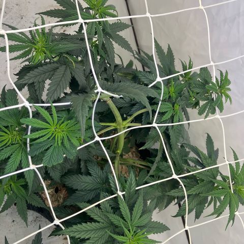 lemon tree #1 growlog timeline photo