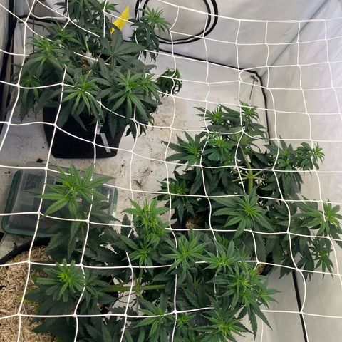 lemon tree #1 growlog timeline photo