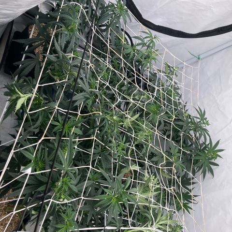 lemon tree #1 growlog timeline photo