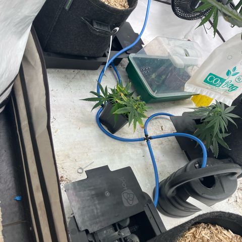 lemon tree #1 growlog timeline photo