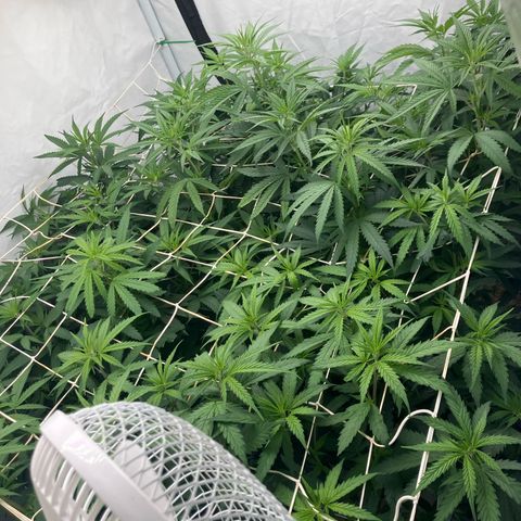 lemon tree #1 growlog timeline photo