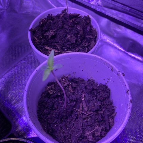 Unknown strain growlog timeline photo