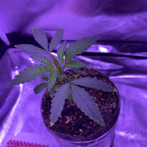 Unknown strain growlog photo: Got a little nitrogen burn from to much nutrients. Fixed it with a little flushing 