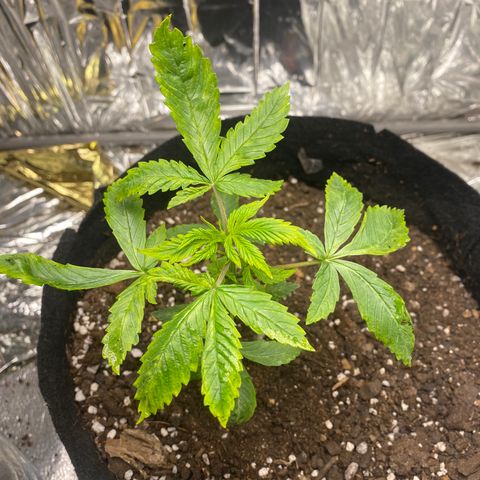 Daiquiri growlog timeline photo