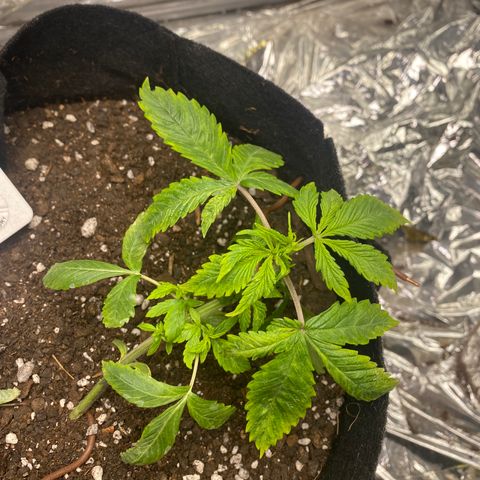 Daiquiri growlog timeline photo