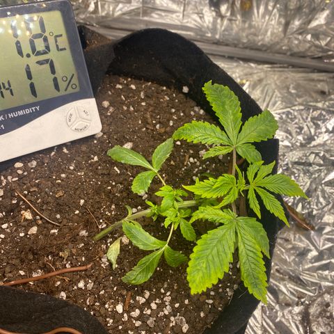 Daiquiri growlog timeline photo