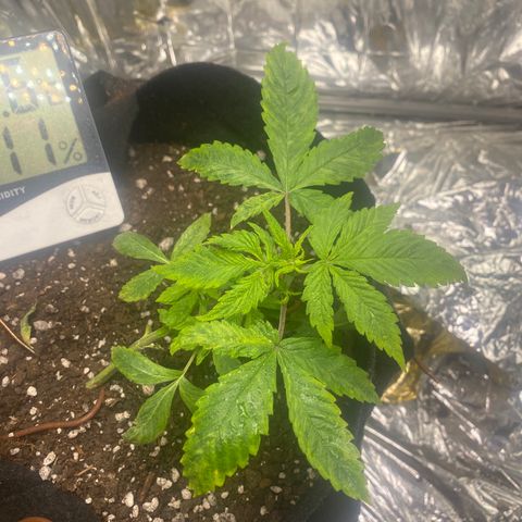 Daiquiri growlog timeline photo