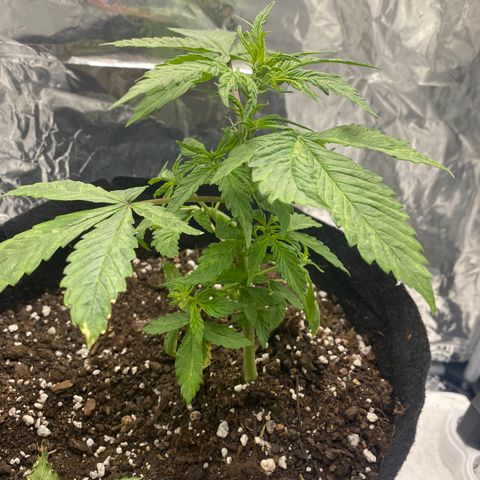 Daiquiri growlog timeline photo